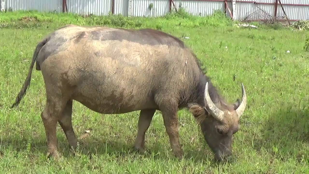 trâu ăn cỏ